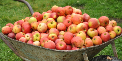 Domácí mošt je skvělou zásobárnou vitamínů na zimu