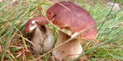 Houbařská sezóna je v plném proudu. Víte, co dělat při otravě houbami?