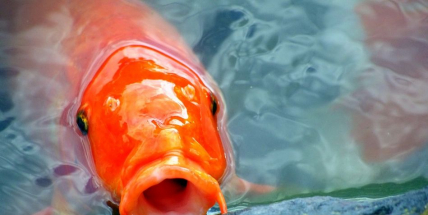 Zloděj vyplenil zahradní jezírko