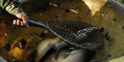 Výlov Sadoňského rybníka a Myslivecko-rybářské slavnosti v Rožmitále pod Třemšínem