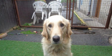 Pomozte najít majitele zaběhnuté Berty