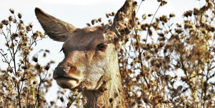 Policisté radí jak srážkám se zvěří předejít anebo alespoň zmírnit jejich následky
