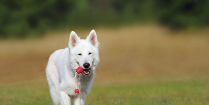 Město Příbram vybuduje psí park
