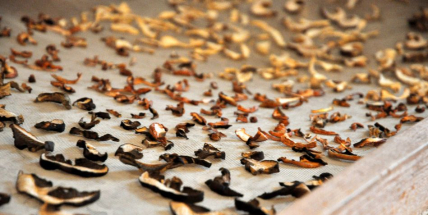 Sbírat houby v rizikových oblastech mykologové zrovna nedoporučují