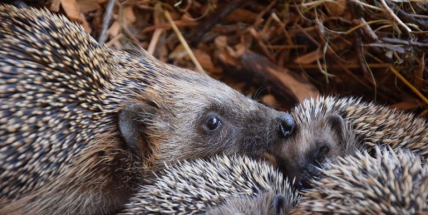 Po stopách lišáka Cipíska