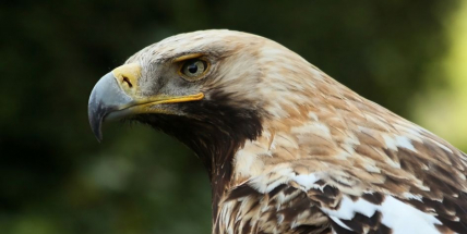 Orel královský hnízdí v Česku 20 let: Klenoty mezi našimi dravci ale ohrožují jejich vlastní chatrná hnízda a nově i traviči