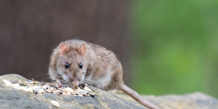 Přemnožení potkani u Hořejší Obory