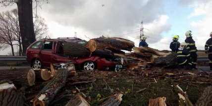 Právě teď: Strom zdemoloval vozidlo, řidič se podruhé narodil
