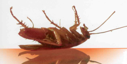 Cítíte se ve svém bytě bezpečně? Přesto vás doma pod rouškou tmy může překvapit krvežíznivý tvor