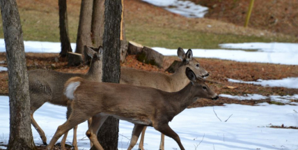 Chcete v zimě přilepšit lesní zvěři něčím dobrým? Jděte na to s rozumem.