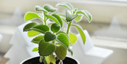 Zázračná rostlina pomáhá nejen při nachlazení