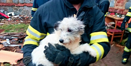 Odchyt psů pro silné žaludky