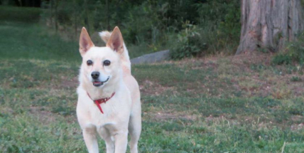 Hledá se čtyřnohý kamarád Ralf