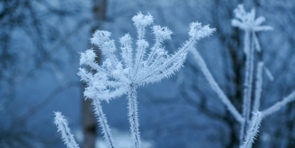 Bude zima, bude mráz?