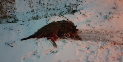 U Jesenice srazila dodávka divoké prase