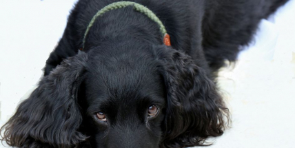 Hledá se kokršpanělka Brenda. Zkusíte nám pomoci?