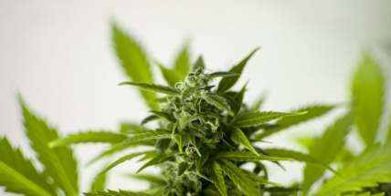 Prodával po Příbrami marihuanu