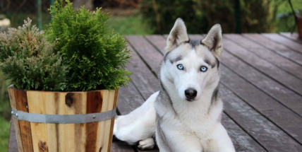 Zaběhla se krásná Ellie