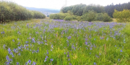 I město Příbram má své mokřady, kde se vyskytují extrémně vzácní živočichové
