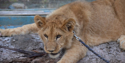 Leon z Dobříšska se už těší na kamarádku Miu
