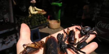 Červy, kobylky, hmyzí produkty – kde vám je v Příbrami naservírují?