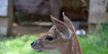 Nechte jelena žít, hlásají petice, které už podepsaly tisíce lidí