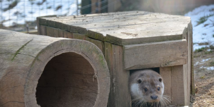 Zookoutek na Nováku poskytne domov možná i Tadeášovi