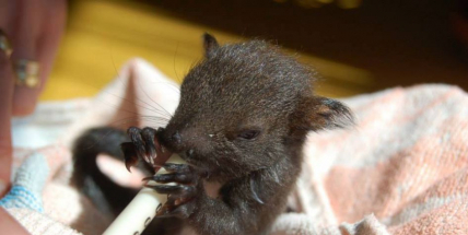 Co dokáže truhlář, když si zamane…