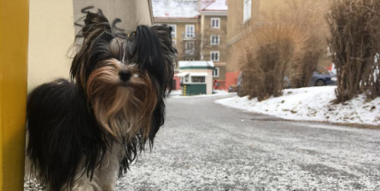 Co aktuálně pálí příbramské pejskaře? V celku nic, ale věřte, že jejich pejsky pálí sůl