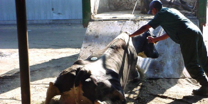 „Bazar pro kravičky“ v Dobříši. Jaká je skutečná cena mléka?