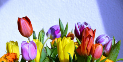 Namalujte tulipán jako podporu onkologicky nemocným