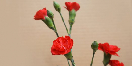 V souboji o množství prodaných květin položil včerejší Mezinárodní den žen svatého Valentýna na lopatky. Retro svátek se do Příbrami vrátil