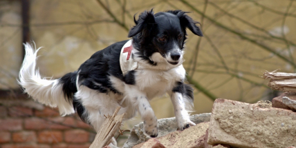 Život se čtyřmi tlapkami a plný adrenalinu