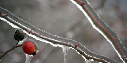 K večeru to začne klouzat. Meteorologové nabádají k opatrnosti, čekají náledí