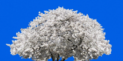 Vysazení stromu na počest Olgy Havlové v Příbrami