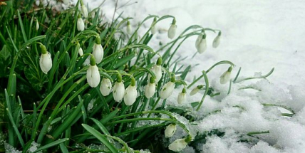 Očekávaná návštěva dorazí v 17 hodin a 15 minut – jaro