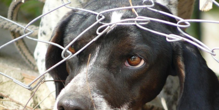 Psa své přítelkyně ubil k smrti