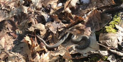 Se zmijí se teď na jaře můžete setkat nejen na Drkolnově. Dbejte opatrnosti, radí veterinář